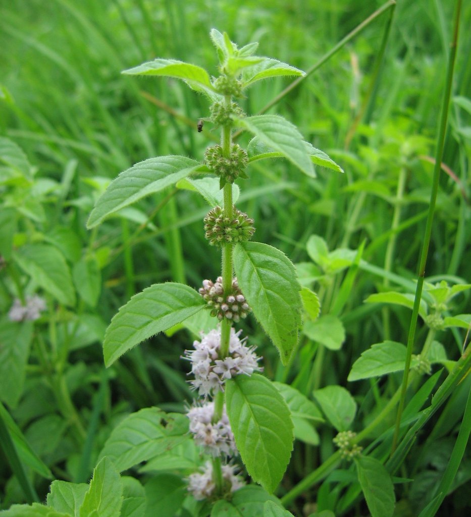 Mentha arvensis